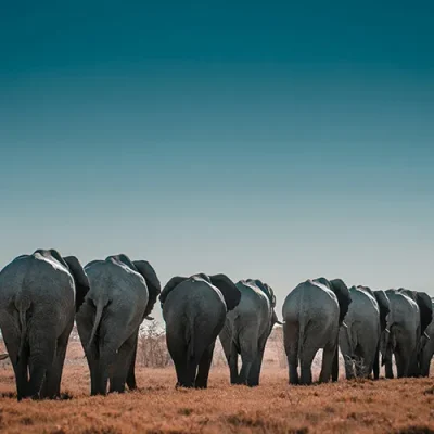 A herd of African elephants walking away from the camera in a line across a dry, grassy savanna.
