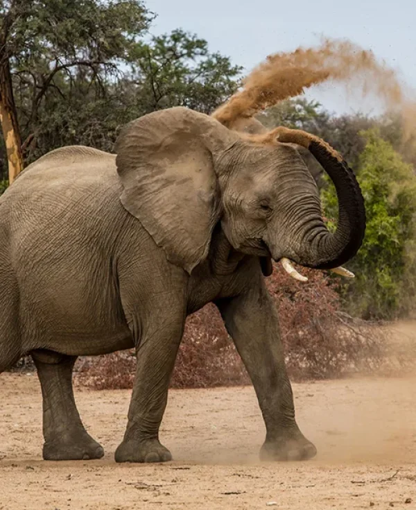 African elephant bathing in dust, raising trunk, Etosha National Park, Namibia African elephant bathing in dust, raising trunk, Etosha National Park, Namibia