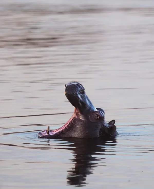 Hippopotamus with open mouth in river water, Caprivi Strip, Namibia Hippopotamus with open mouth in river water, Caprivi Strip, Namibia