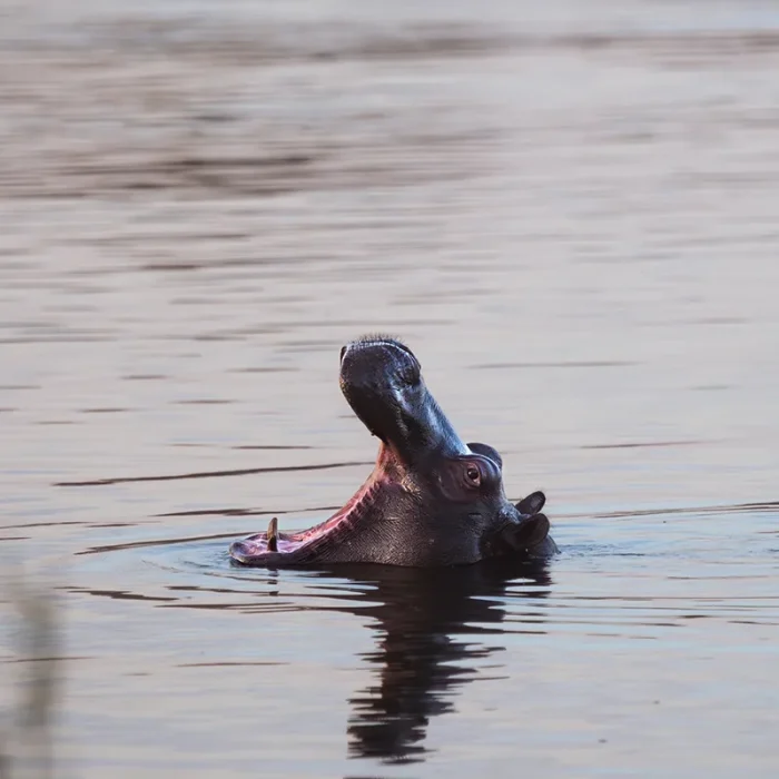 Hippopotamus with mouth open, partially submerged in water.